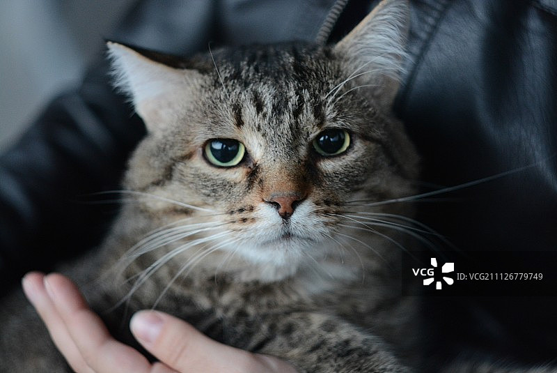 悲伤的猫图片素材