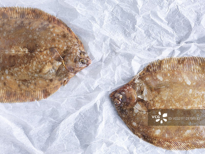 皱纹纸上的新鲜鳎鱼图片素材