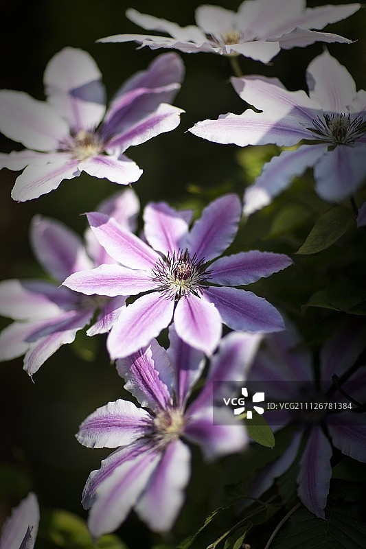 铁线莲图片素材