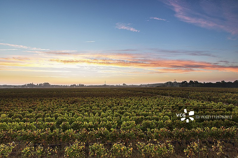 法国波尔多波美侯葡萄酒产区图片素材