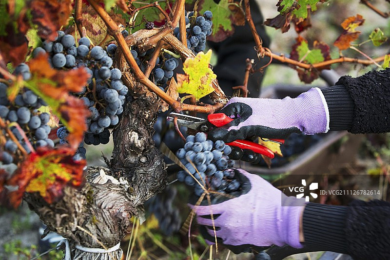 法国波尔多波美侯葡萄酒产区采摘葡萄图片素材