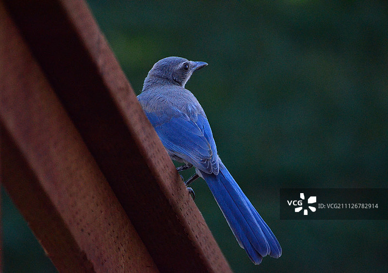 太浩湖拍摄的西部丛鸦图片素材