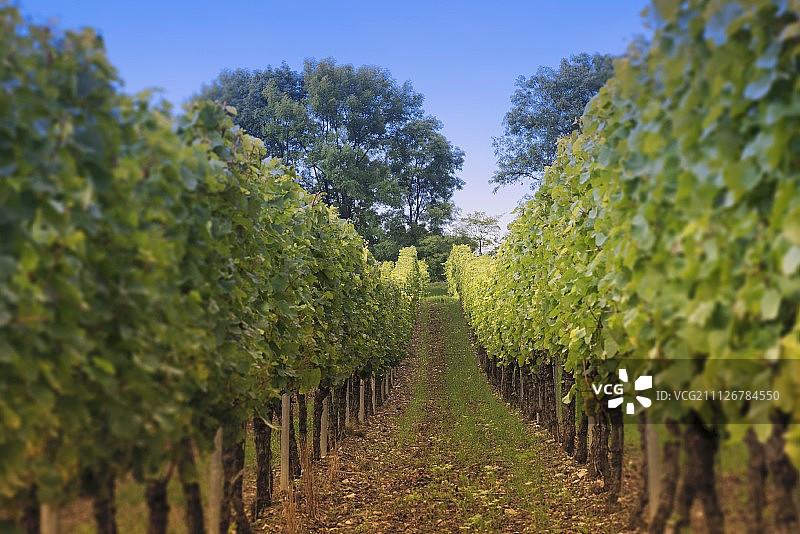穿过葡萄藤的景色图片素材