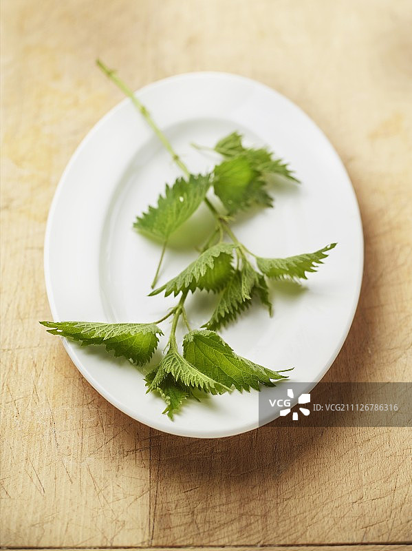 新鲜荨麻图片素材