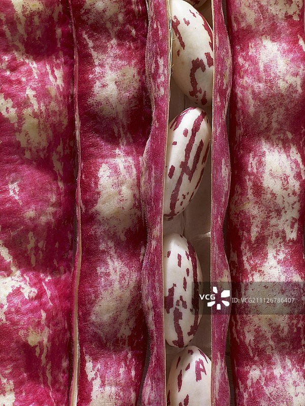 已打开的带荚博洛蒂豆图片素材