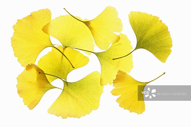 银杏的叶子图片素材