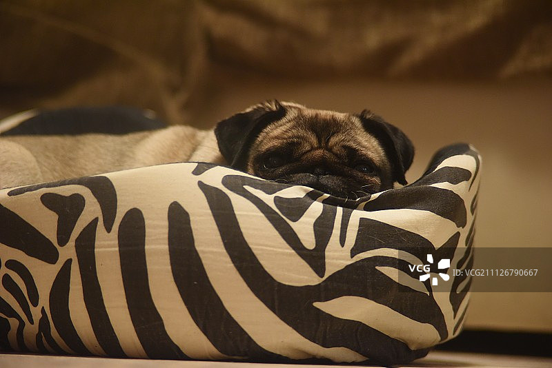 生命是美丽的图片素材