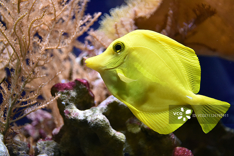 黄高鳍刺尾鱼图片素材