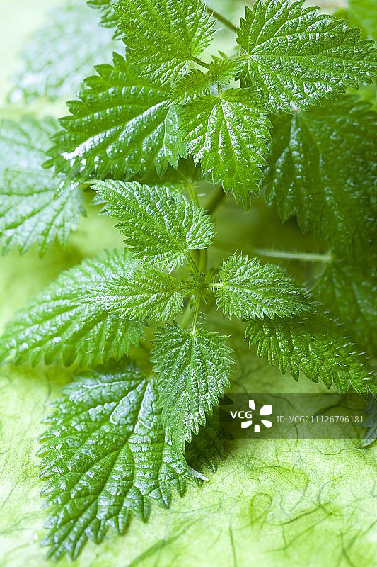 新鲜荨麻图片素材