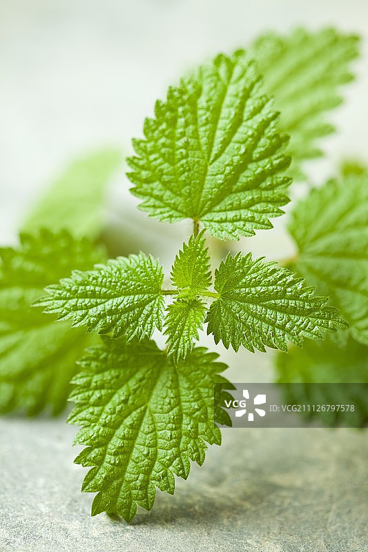 新鲜的荨麻（特写）图片素材