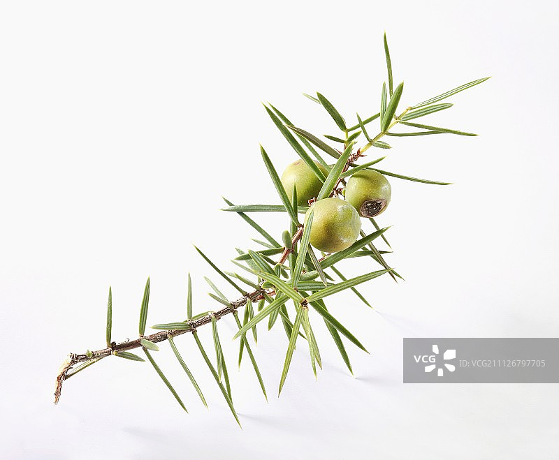 带浆果的杜松嫩枝图片素材