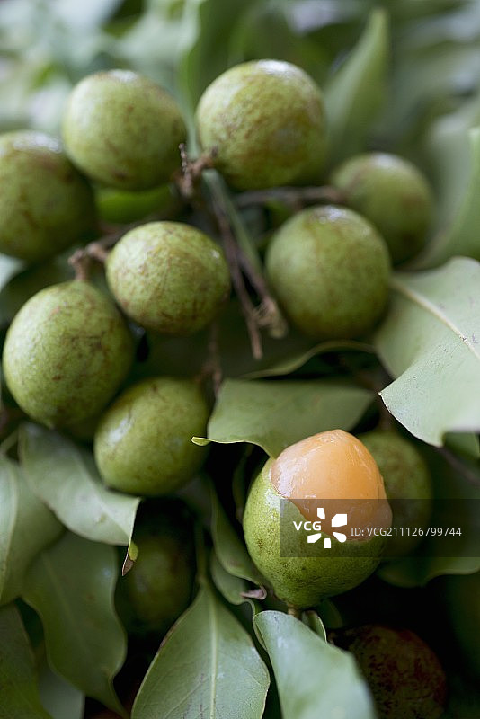 树上的白色人心果图片素材