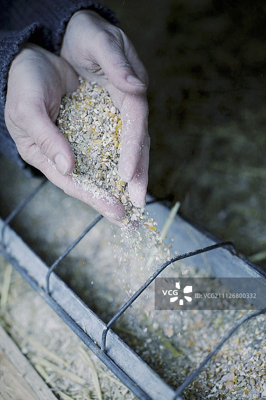 手撒鸡饲料图片素材