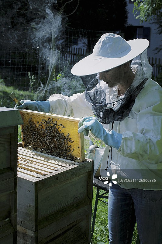 养蜂人拿着蜂窝图片素材
