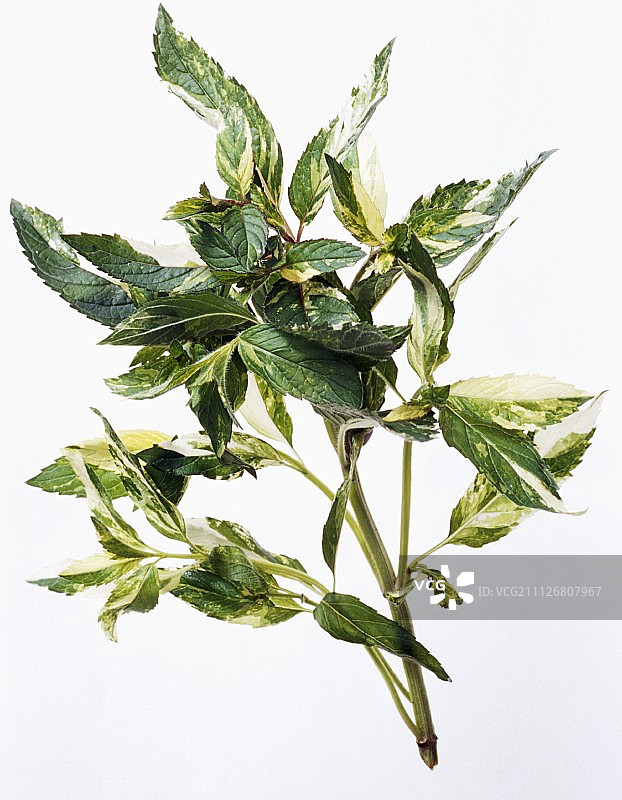 新鲜菠萝薄荷图片素材