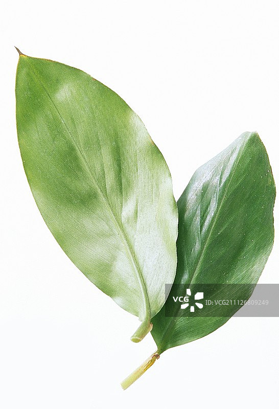两片新鲜的小豆蔻叶图片素材