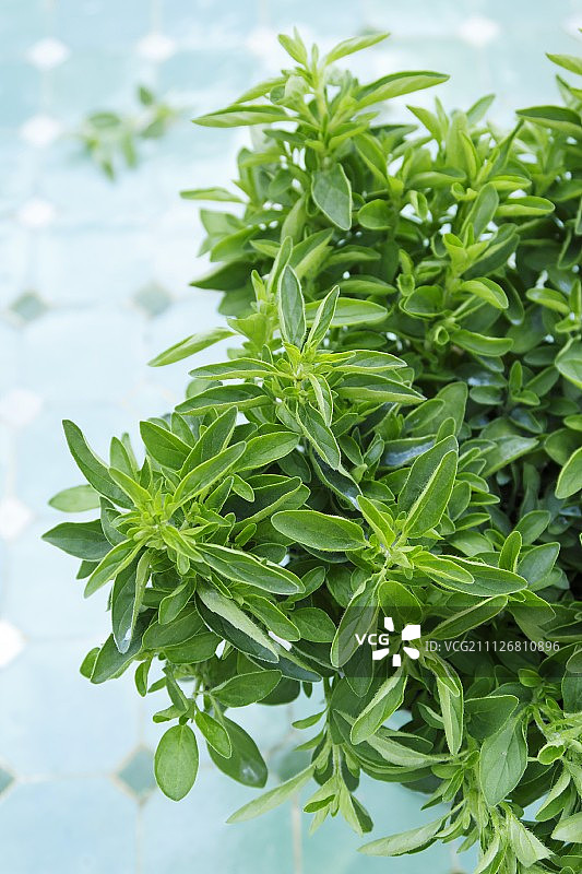 盆栽新鲜牛至图片素材