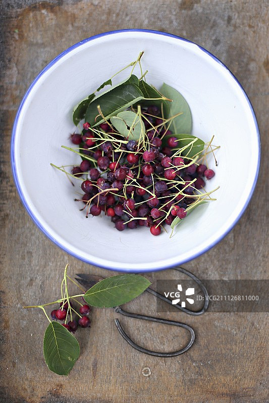 搪瓷碗中的沙果与复古剪刀图片素材