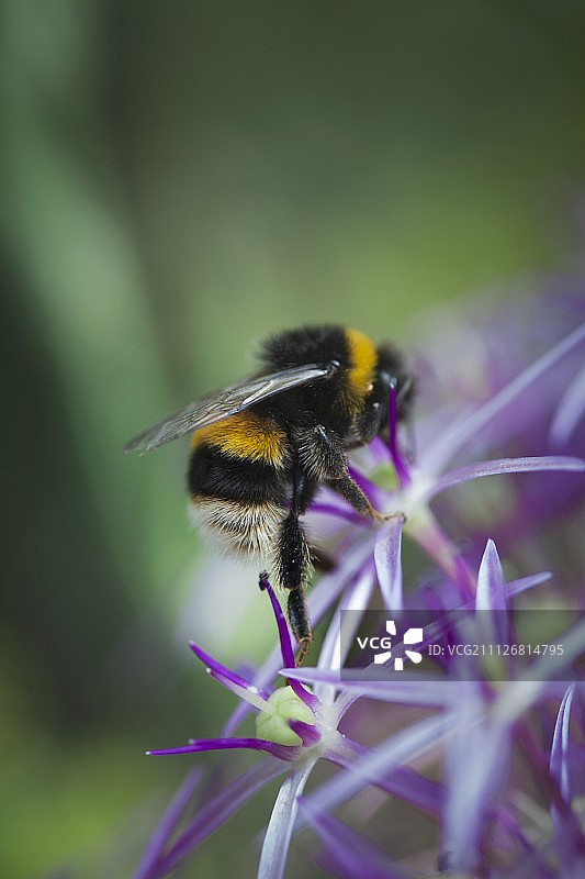 熊蜂在紫色花朵上图片素材