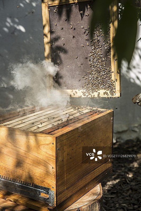 养蜂人与蜂巢图片素材