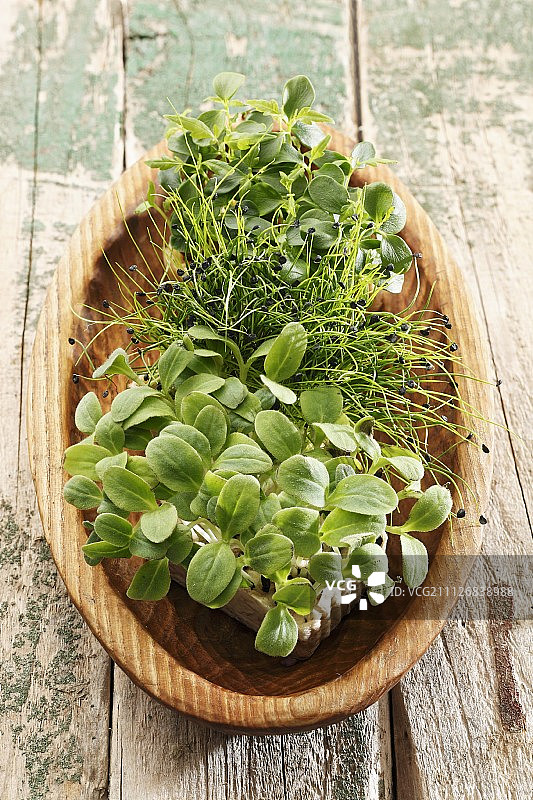 各种嫩芽图片素材