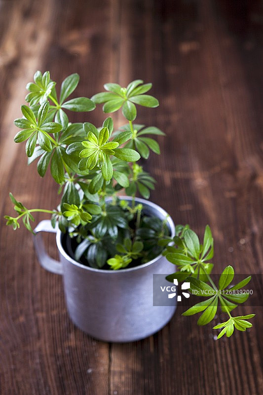 金属杯中的新鲜车叶草图片素材