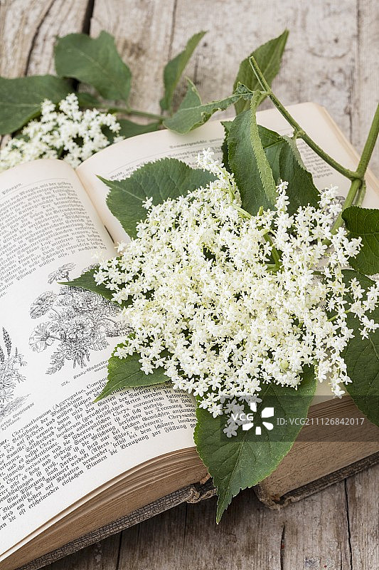 旧德国园艺书上的接骨木花图片素材