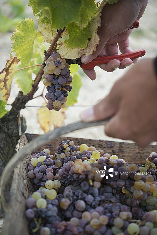 伊甘酒庄，用小木篮采摘葡萄图片素材