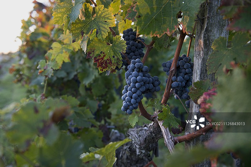老藤上的成熟赤霞珠葡萄图片素材