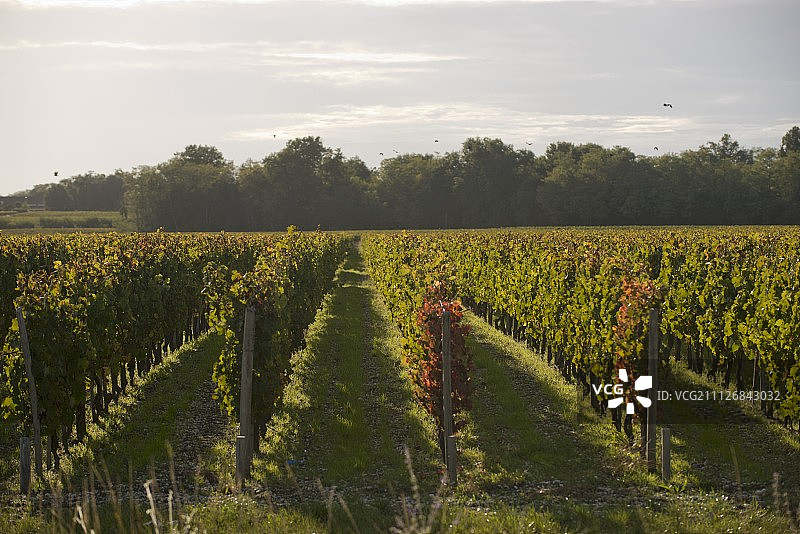 法国波尔多玛歌酒庄的葡萄藤图片素材