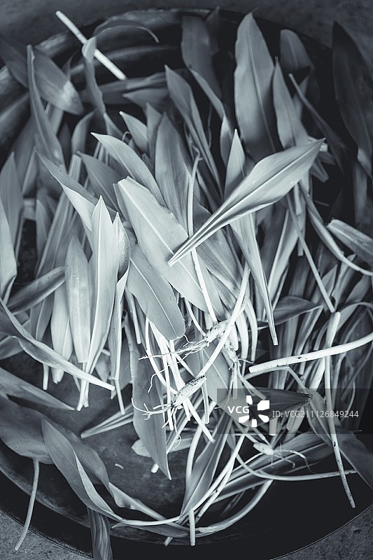 新鲜采摘的野生大蒜（黑白图像）图片素材