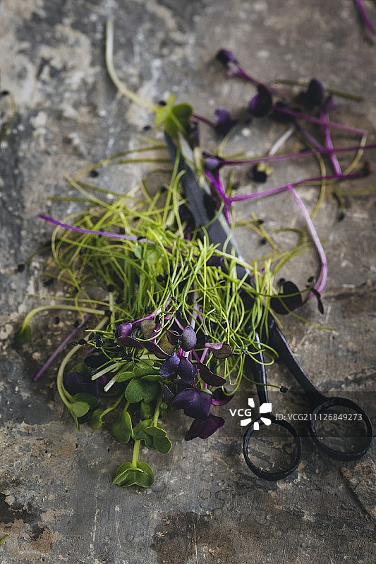 新鲜切好的绿色和紫色水芹与剪刀图片素材