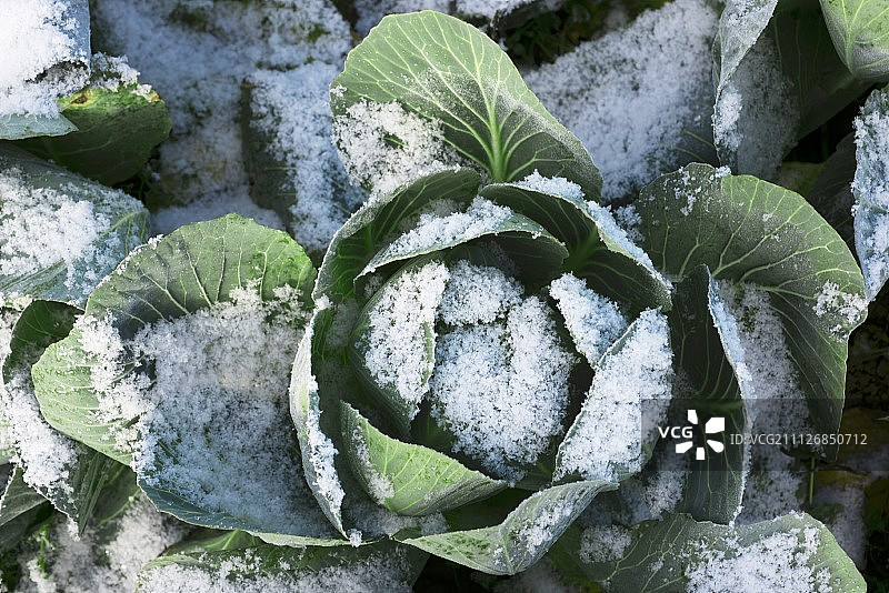 雪地里的结球甘蓝图片素材