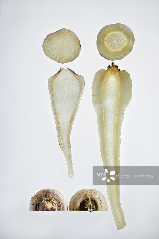 欧洲防风草与汉堡香芹的对比图片素材