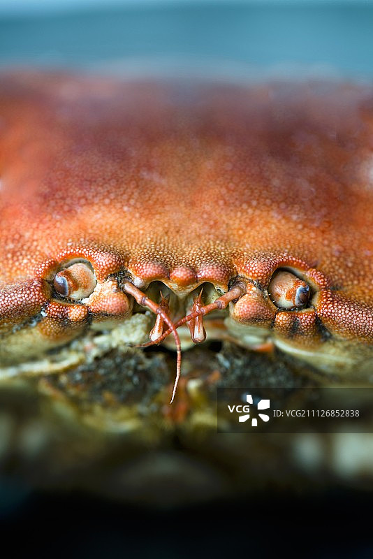 螃蟹特写（眼睛和嘴巴）图片素材