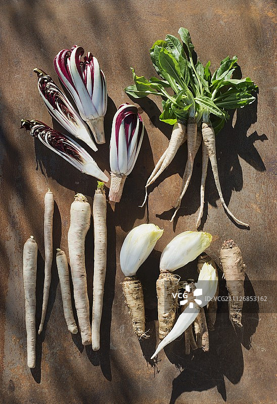 不同品种的菊苣：晚季红菊苣、基亚瓦里红菊苣、松奇诺菊苣根和普通菊苣图片素材