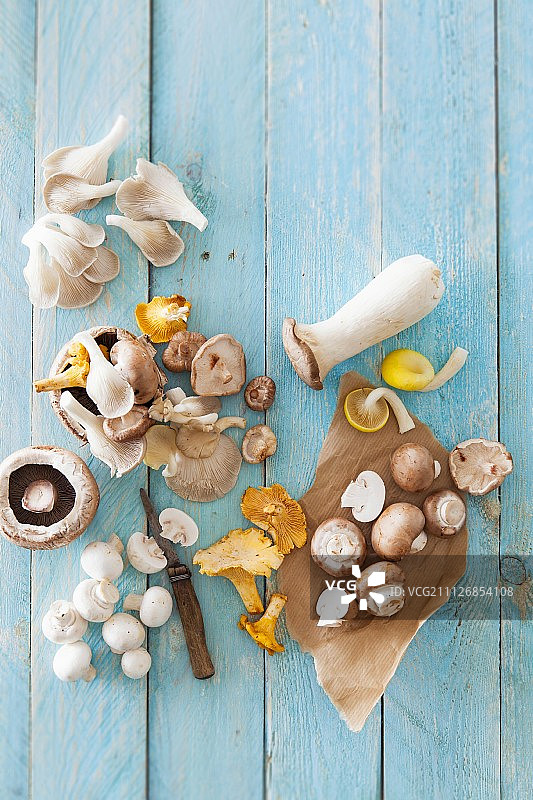 蓝色木质背景上的各种蘑菇图片素材