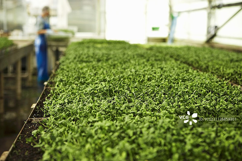 温室中的幼苗图片素材