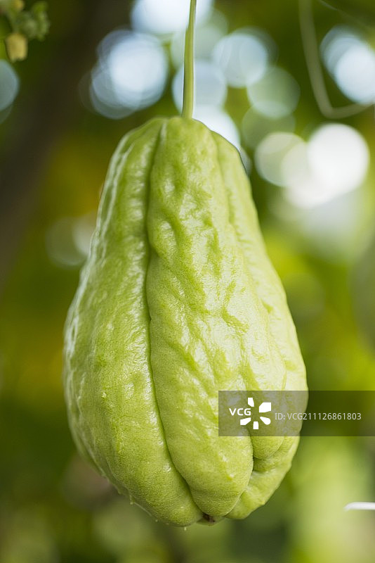 悬挂的佛手瓜图片素材