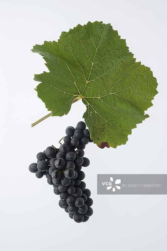 黑皮诺葡萄与葡萄叶图片素材