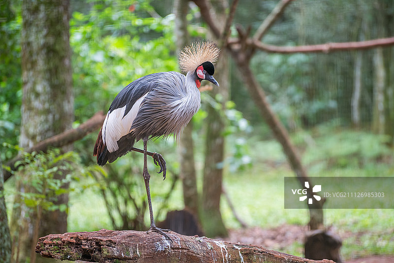 巴西的灰冕鹤珍奇鸟类图片素材
