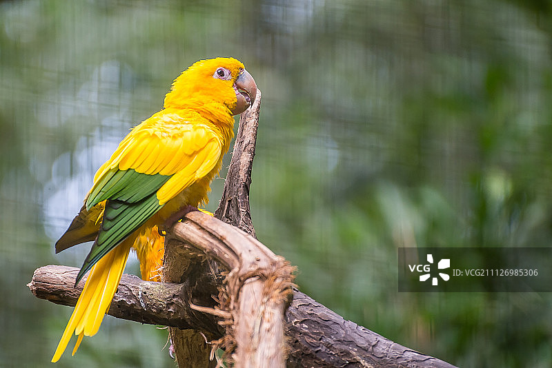 鹦鹉园中的金色锥尾鹦鹉图片素材