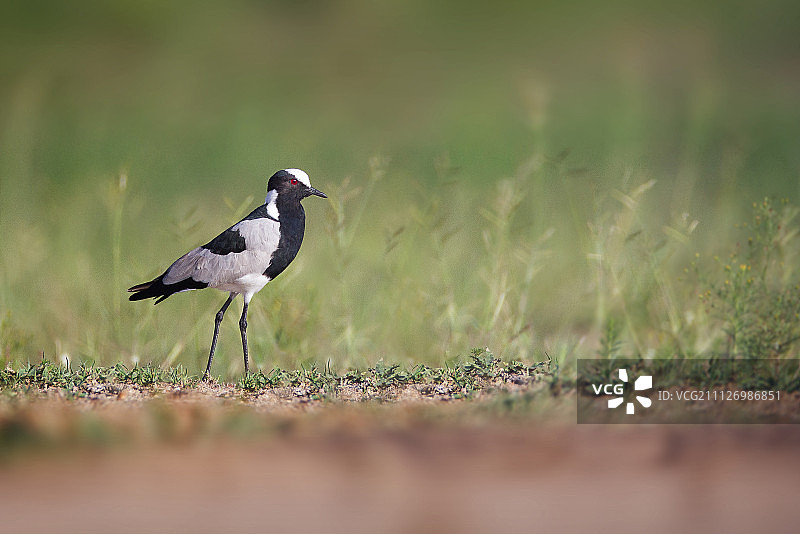 黑斑翅鸻图片素材