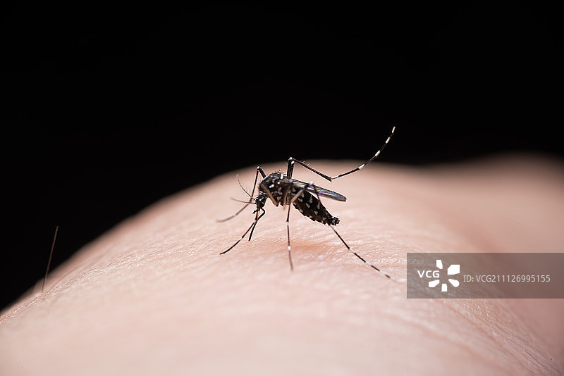 蚊子图片素材