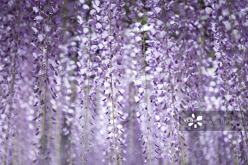 日本,栃木县,紫藤,花图片素材