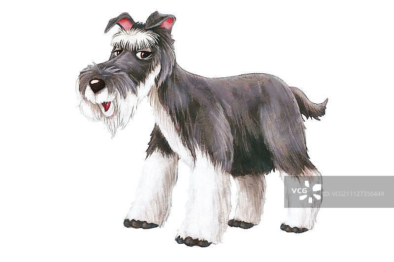 新年,狗年,雪纳瑞图片素材