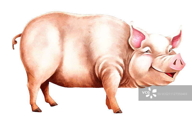 猪年,新年,春节图片素材