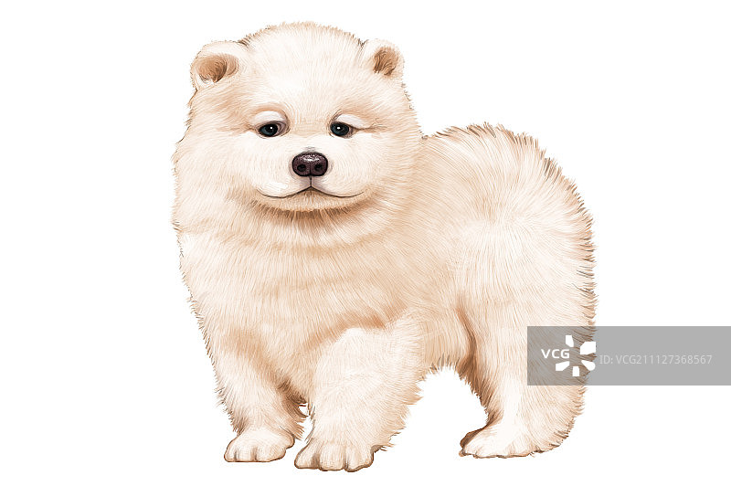 新年,狗年,萨摩耶犬图片素材