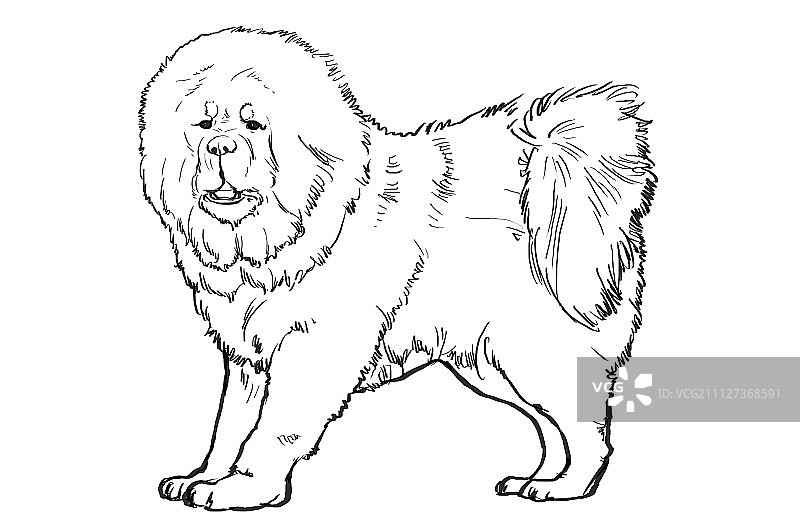 新年,狗年,藏獒图片素材