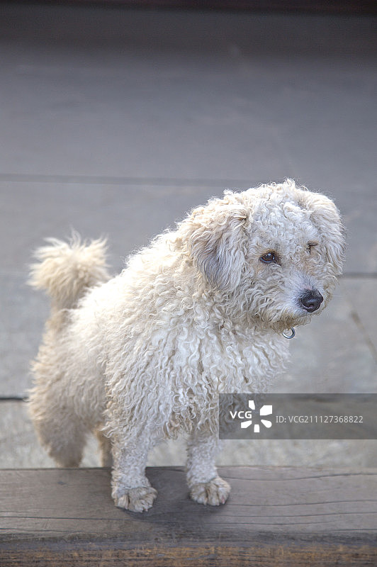 狗,江湾,婺源,江西省,中国图片素材